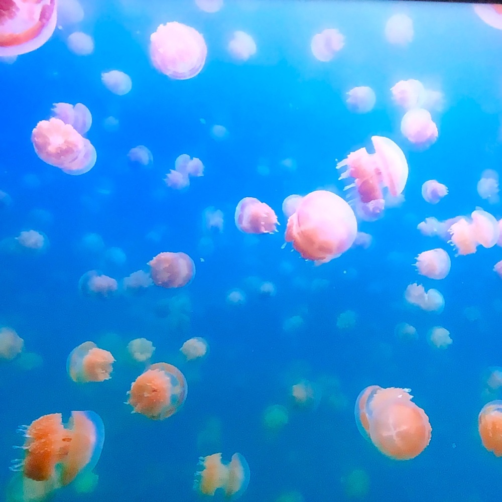 Meet your Posher, Antonia